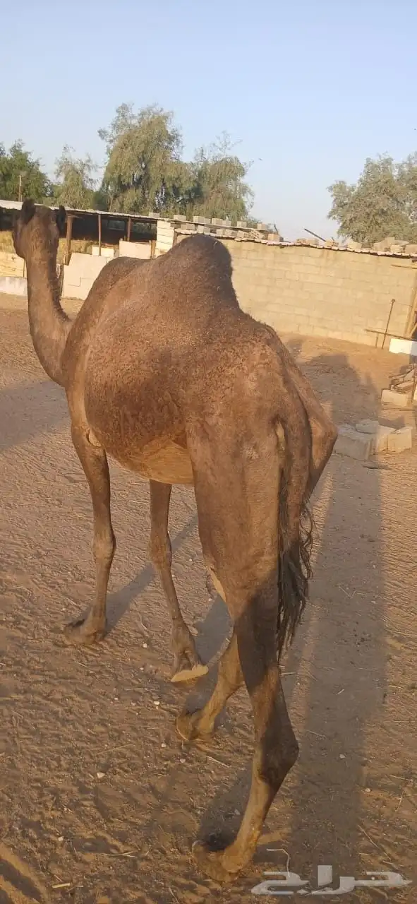 نياق للبيع 5