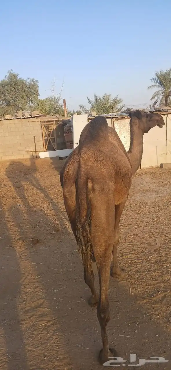 نياق للبيع 8