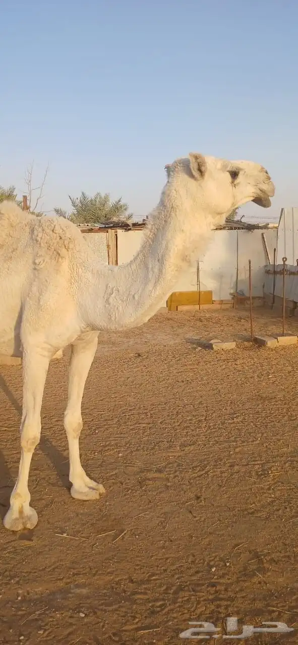 نياق للبيع 0