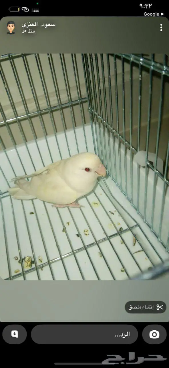 ببغاء روز للبيع عمر. سنه وشهر ذكر البينو عيون حمر هو خواف 0