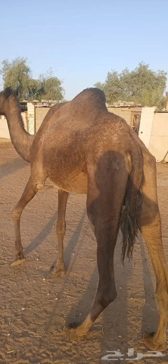 نياق للبيع 4