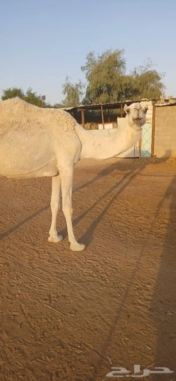 نياق للبيع 3