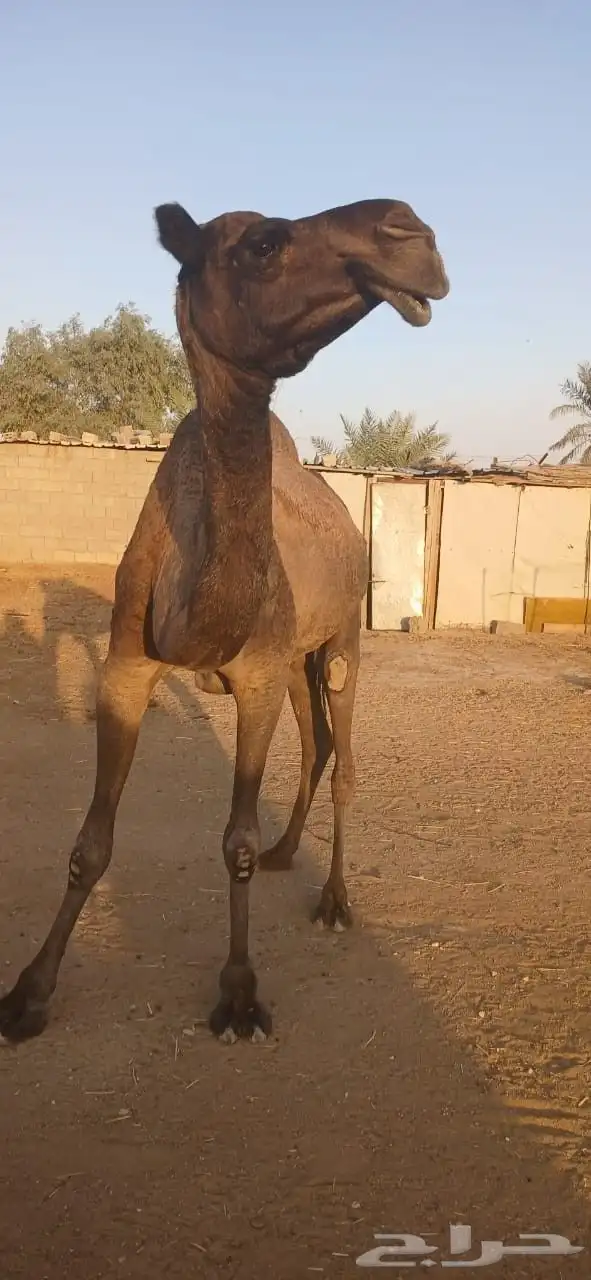 نياق للبيع 14