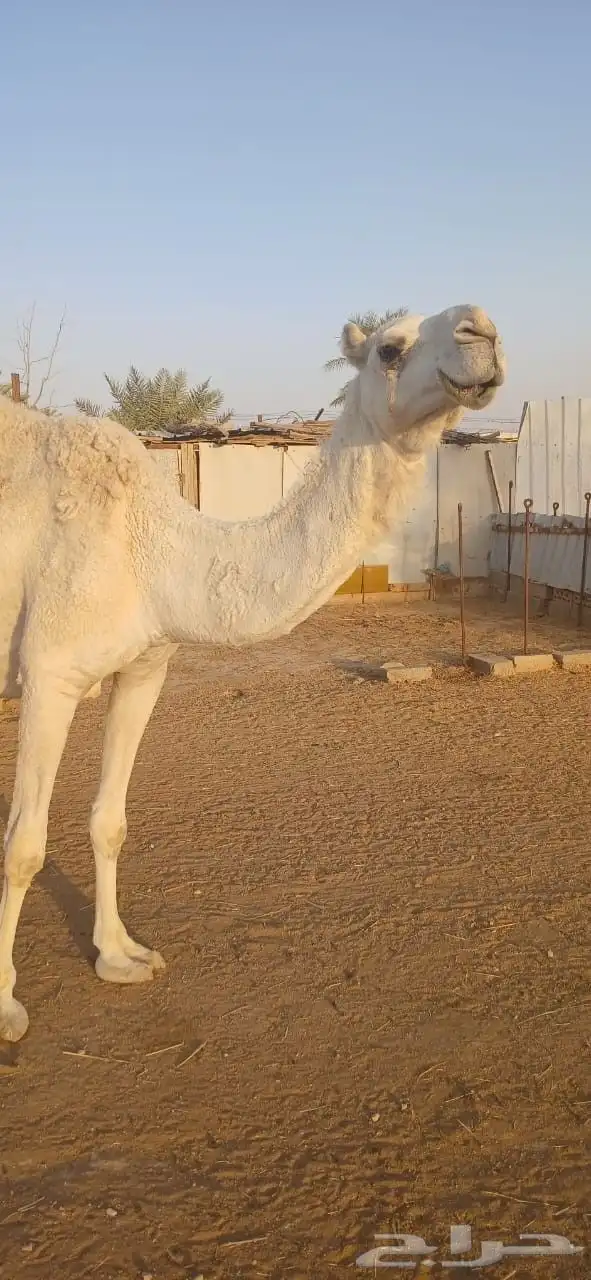 نياق للبيع 1