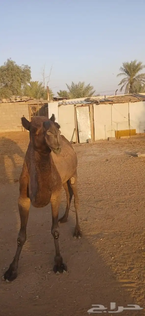 نياق للبيع 15