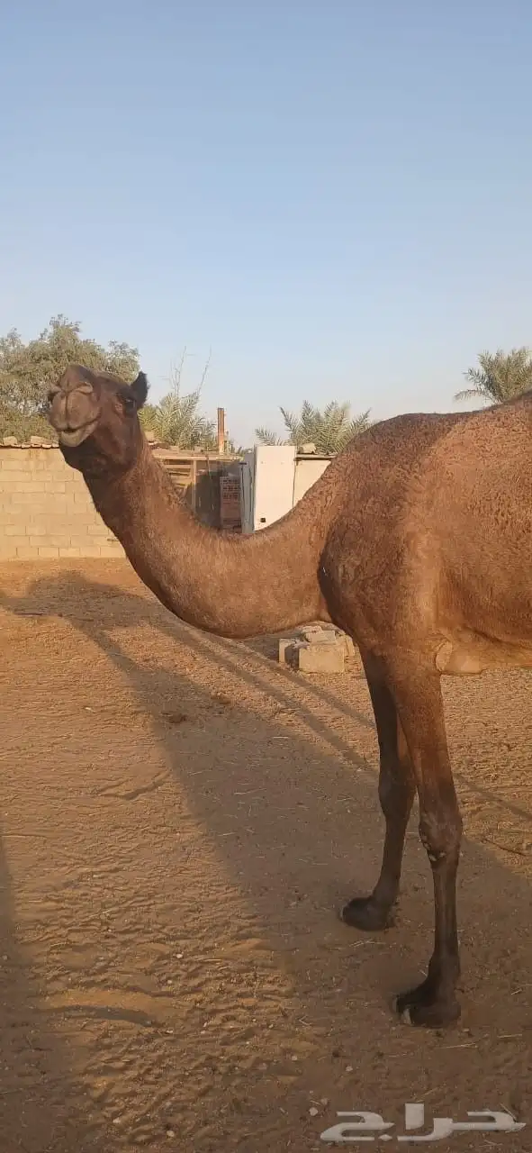 نياق للبيع 6