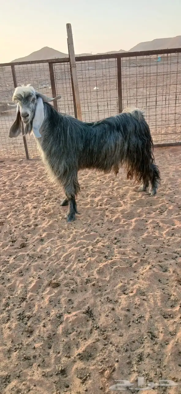 فحل للبيع طيب الموقع ديراب الاوسط 3