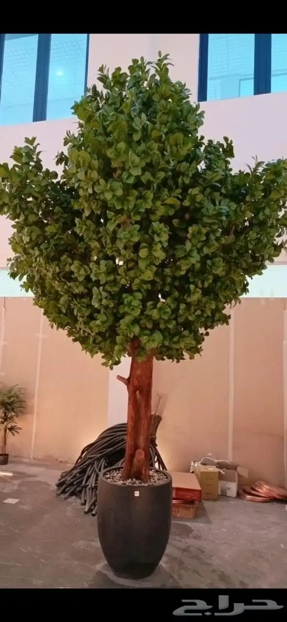 تنسيق اي شجر انشاءالله تفصيل 6