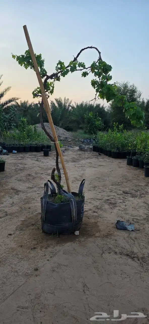 اشجار وشتلات كبيرة الحجم (ظل وزينة وبرية ) معا التوصيل 31