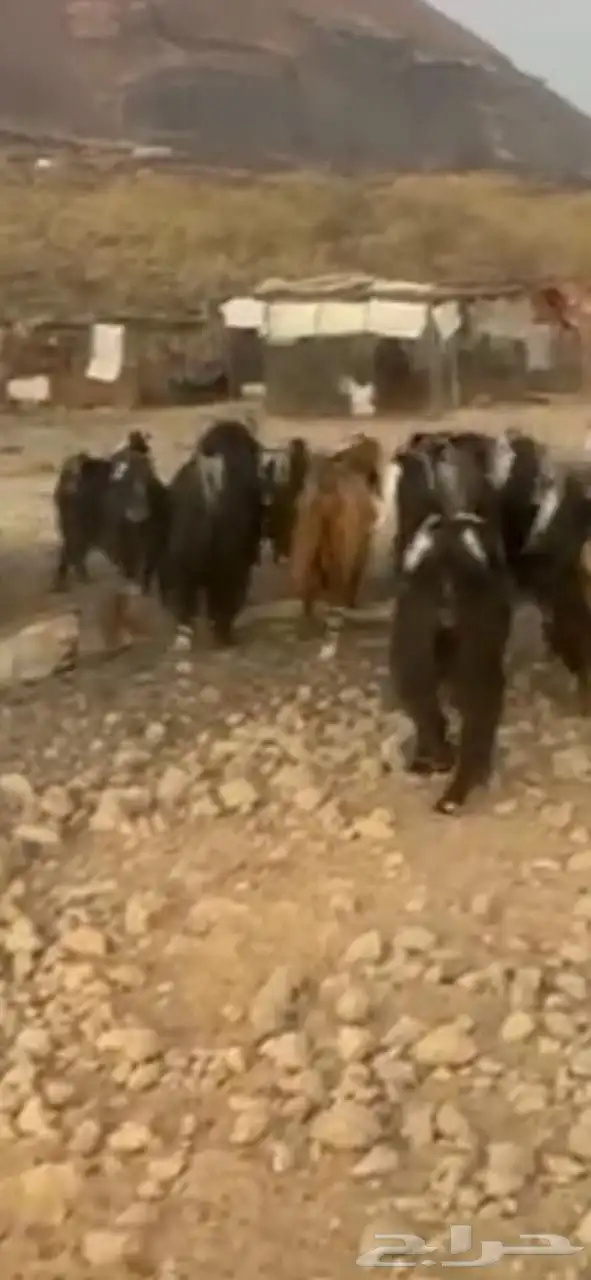 معزاء مراح عوارض خوات بعض دفع وفيها 15 او 20 جفره دفع العدد 0
