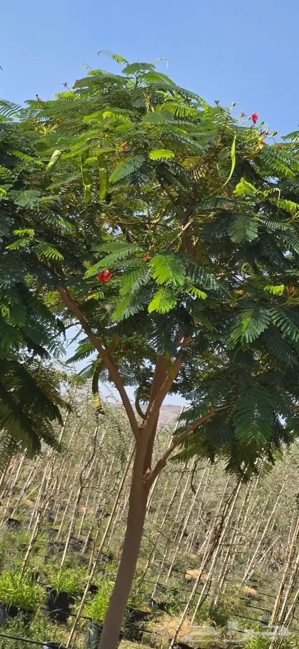 اشجار وشتلات كبيرة الحجم (ظل وزينة وبرية ) معا التوصيل 2