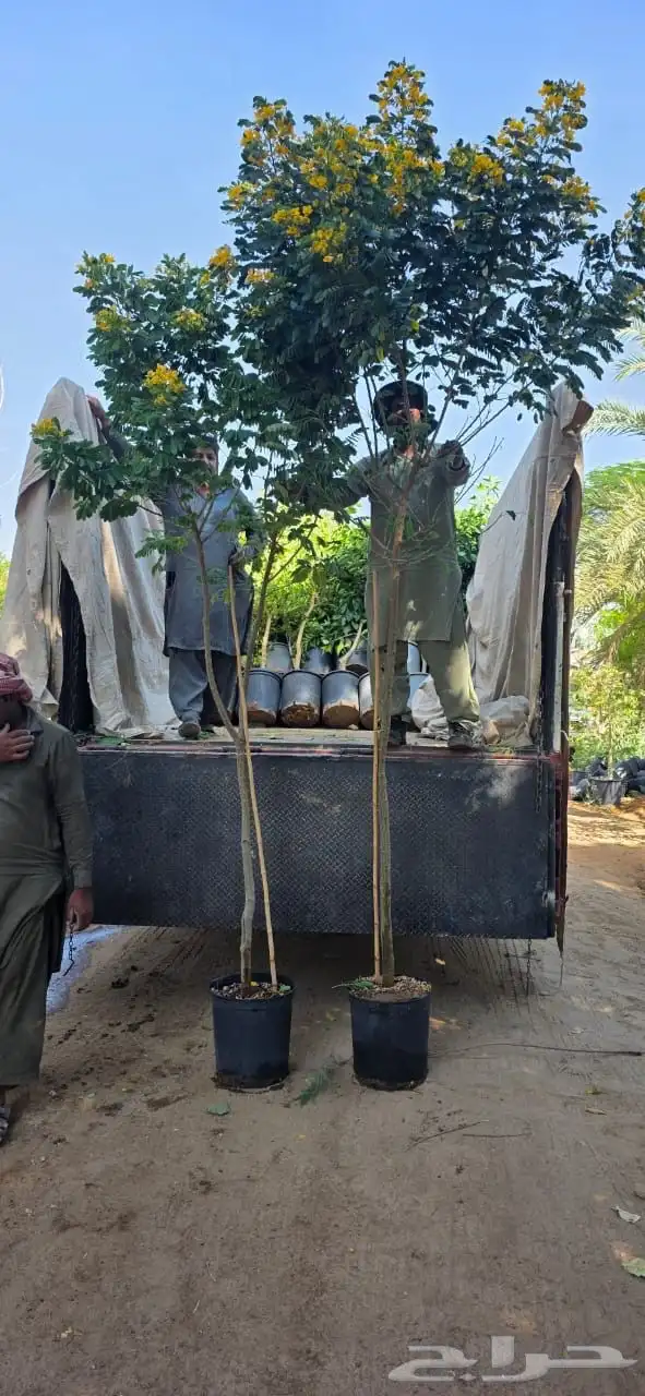 اشجار وشتلات كبيرة الحجم (ظل وزينة وبرية ) معا التوصيل 26