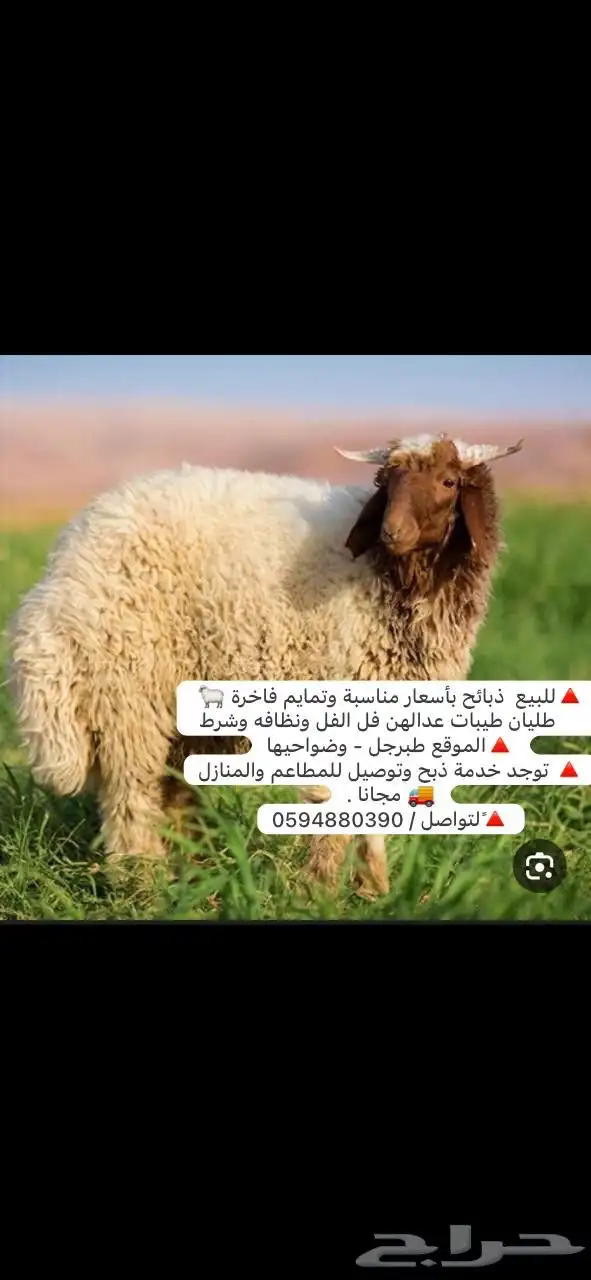 ذبائح للبيع 0