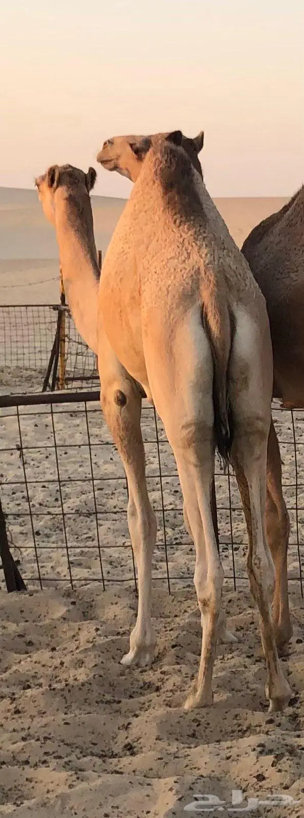 قعدان سمان مفاريد 0