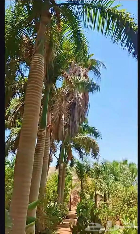 نخيل ملوكي ونخيل واشنطني بطوال مختلفه بسعار مناسبه 10