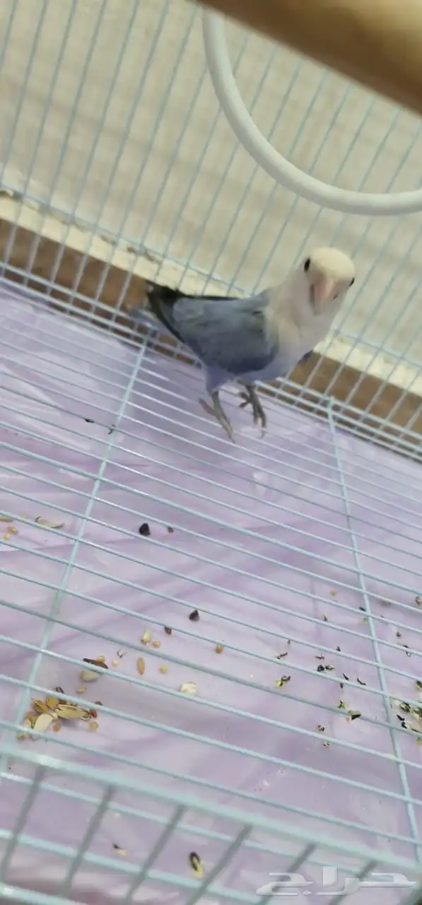 طير روز ذكر للبيع العمر حوالي سنة ونصف تقريبا 6