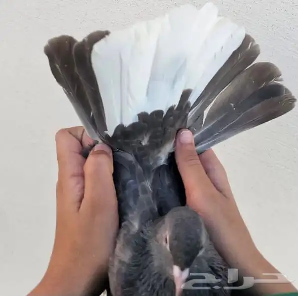 طحيني مذيل عروق قويه 6