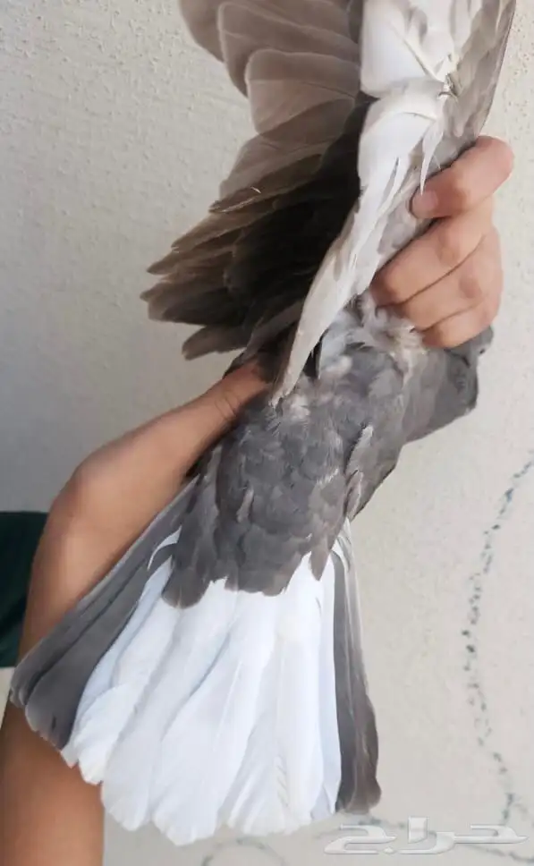 طحيني مذيل عروق قويه 22