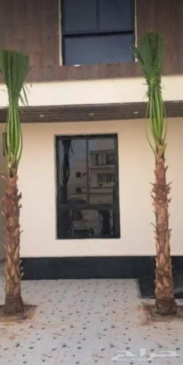 نخل واشنطني زينه 16
