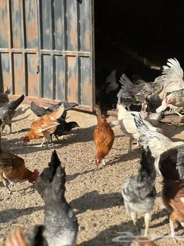 دجاج فيومي منوع بلدي العدد الباقي من المجوعه 300 0