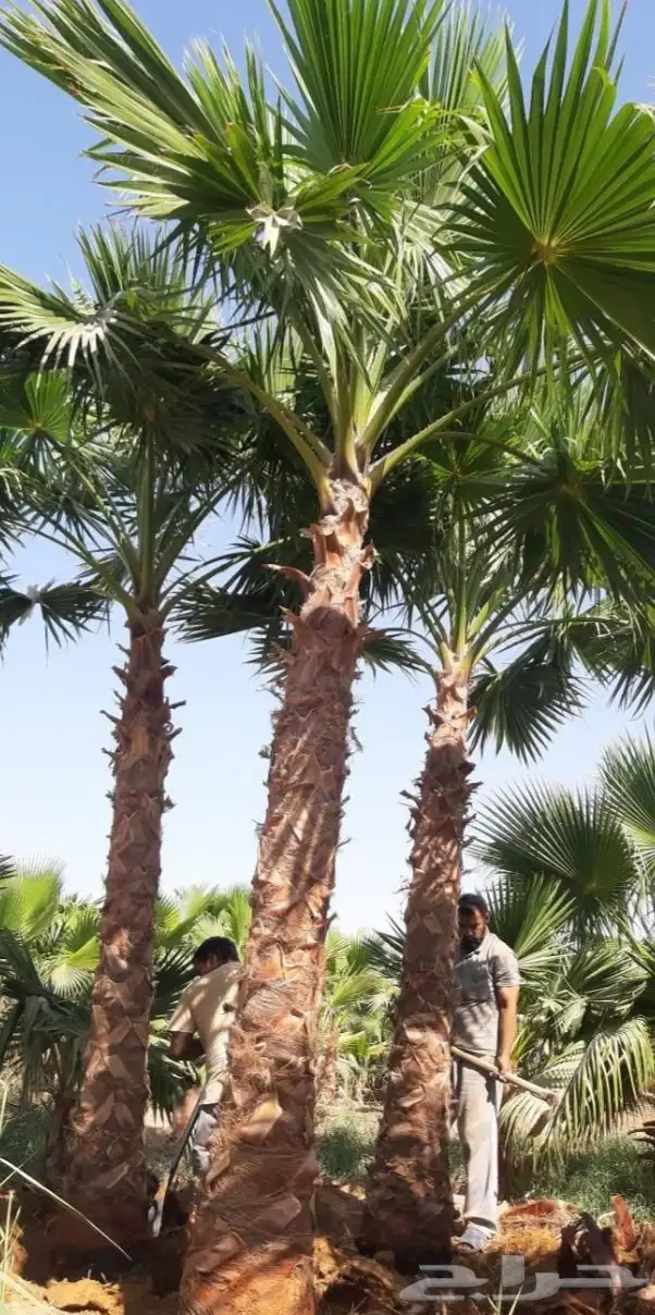 نخل واشنطني زينه 9