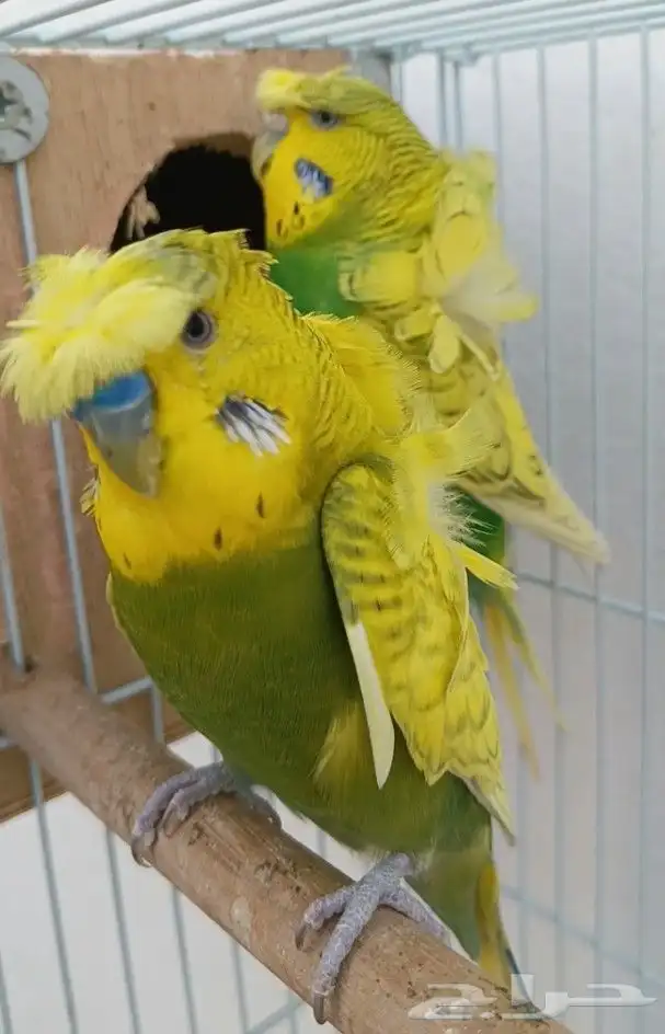 جوز هوقو منتج 13