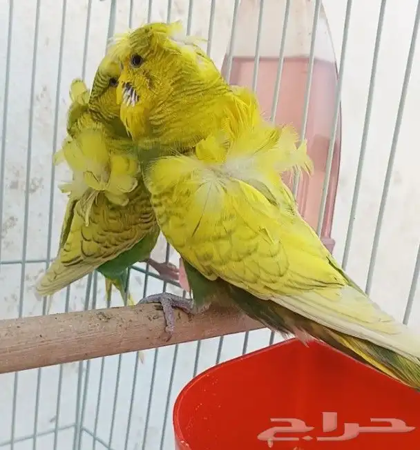 جوز هوقو منتج 22