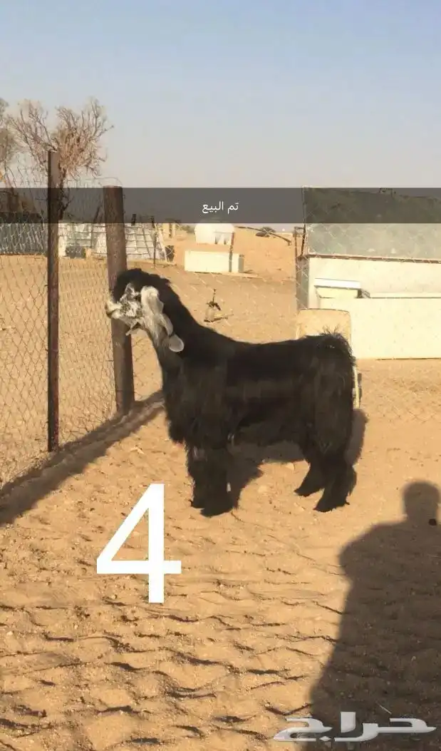 فحول عوارض اجم وبقرون 6