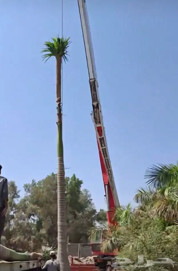 نخيل ملوكي ونخيل واشنطني بطوال مختلفه بسعار مناسبه 11
