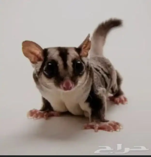 حيوان السنجاب 3