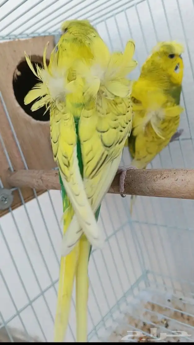 جوز هوقو منتج 16