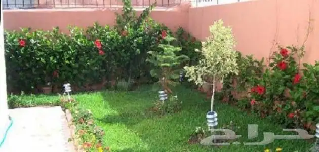 ثيل طبيعي سي 2000 و زرع طبيعي 8