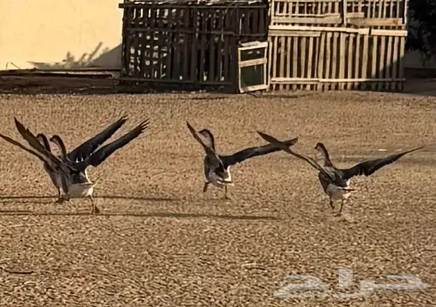 وز عراقي (توصيل مجاني داخل البكيريه) 34