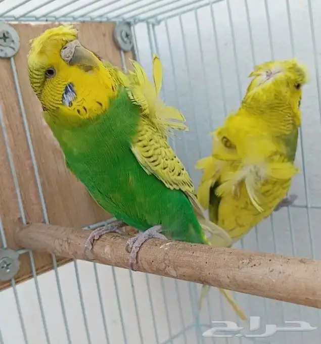 جوز هوقو منتج 19