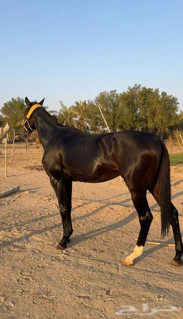 حصان انتاج بطل 2