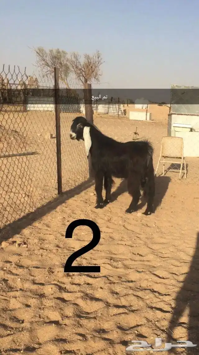 فحول عوارض اجم وبقرون 2