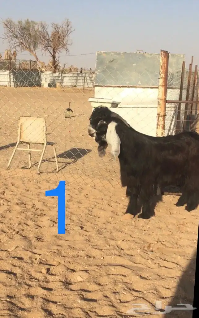 فحول عوارض اجم وبقرون 0