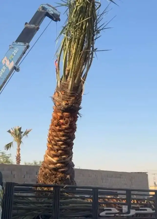 زراعة نخيل واشنطني وعربي في الرياض وخارج الرياض 4
