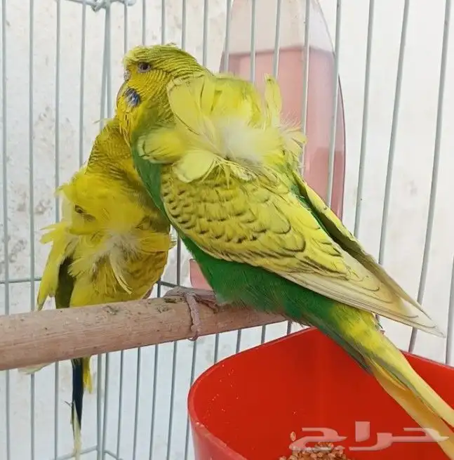 جوز هوقو منتج 37