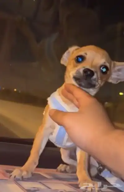 شيواوا بيور index