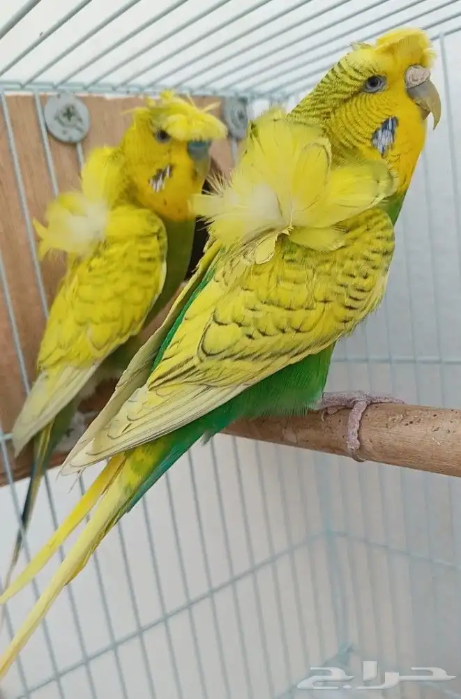 جوز هوقو منتج 0