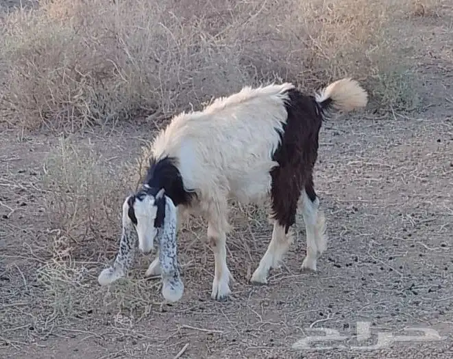 تيس لباني بري 0