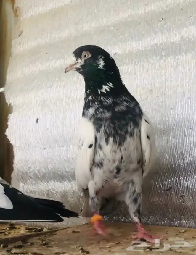 تم البيع جوز تيدي أساس 0