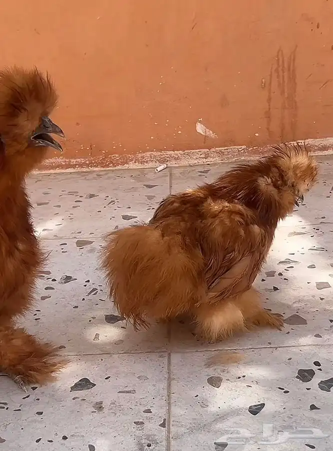 دجاج قطني منتجين 0