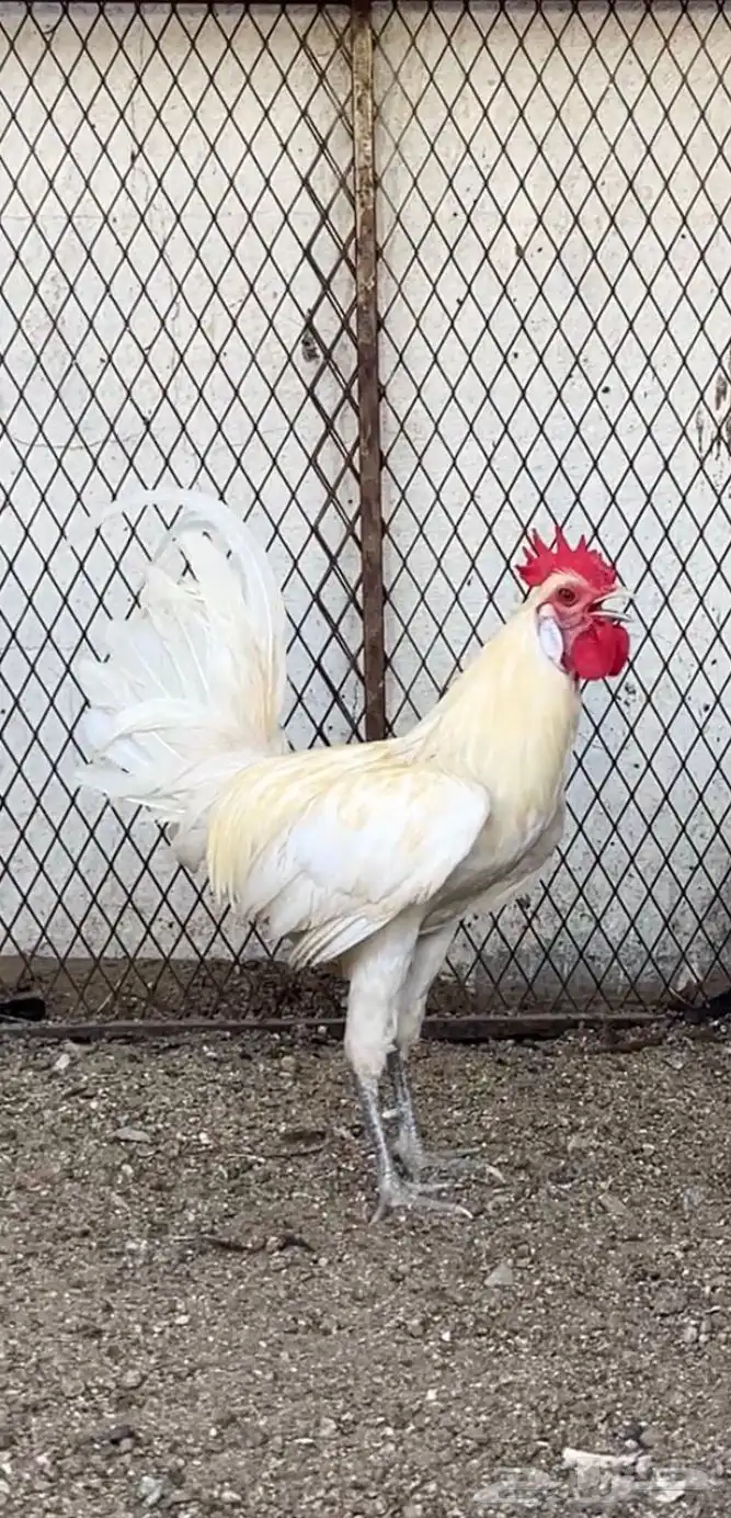 للبيع ديك عربي اصيل . 1