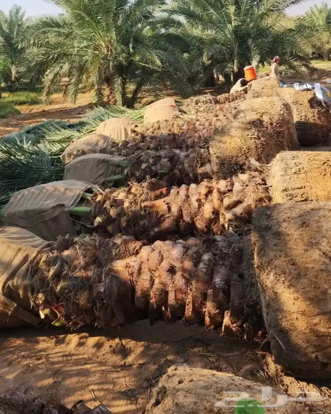نخل لبيع الزلفي الغاط المجمعه سدير الارطاويه القصيم بريدة 5