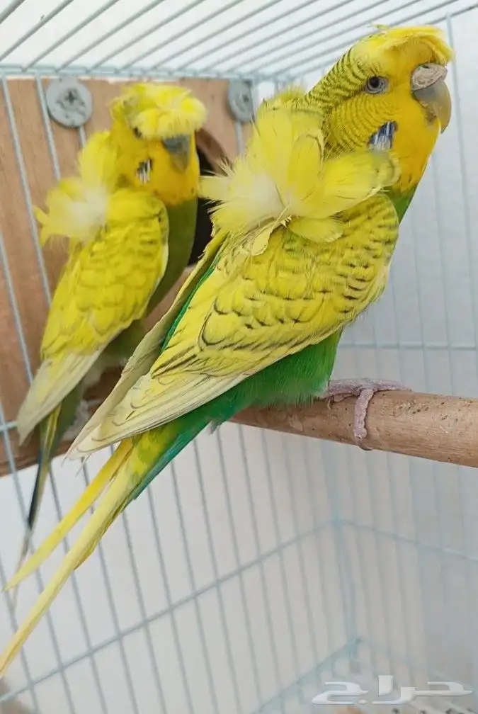 جوز هوقو منتج 5