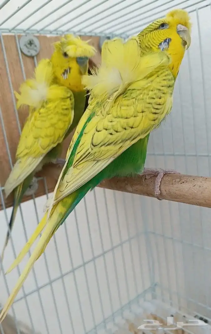 جوز هوقو منتج 8