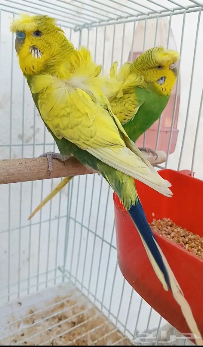 جوز هوقو منتج 32