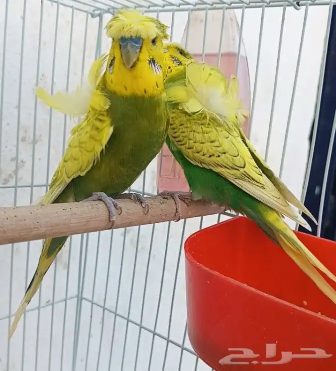 جوز هوقو منتج 23